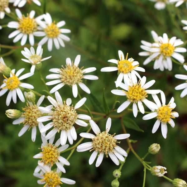 Tall White Aster