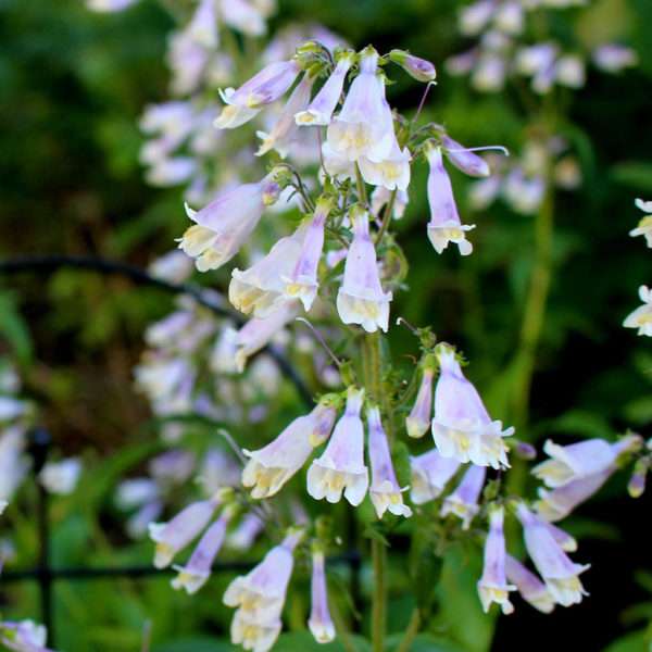 Northeastern Beardtongue