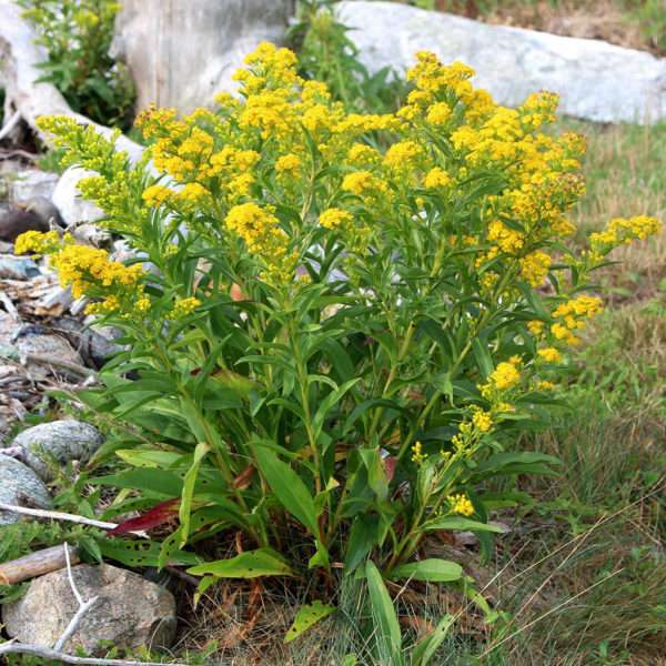 Seaside Goldenrod