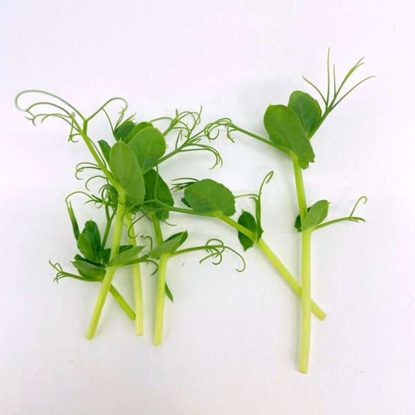 Pea tendrils