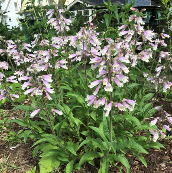 Penstemon hirsutus