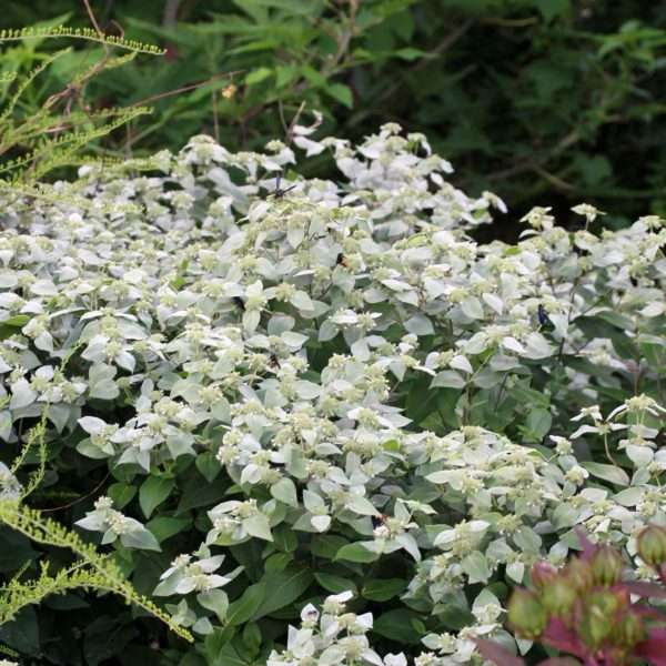 Pycnanthemum muticum Mountain Mint