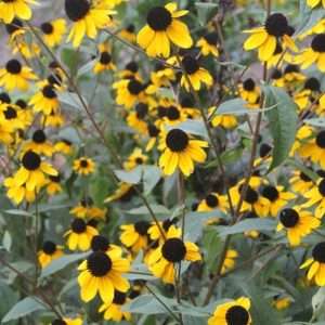 Rudbeckia Triloba