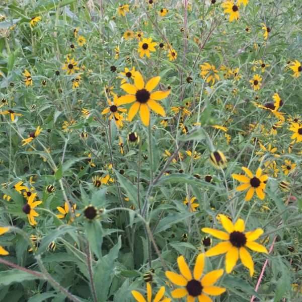 Rudbeckia Triloba