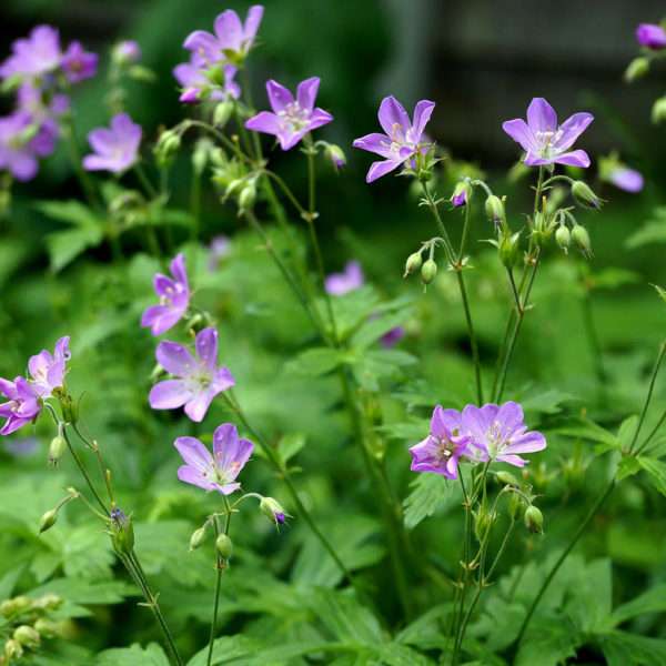 Cranesbill geranium