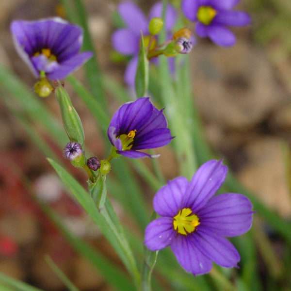 Blue-eyed grass (Sisyrinchium montanum)