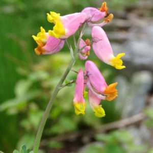 Capnoides sempervirens