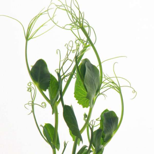 Pea tendrils