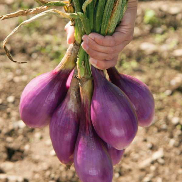 Red Long of Tropea fresh onions - Image 2
