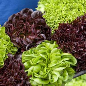 Salanova Lettuce