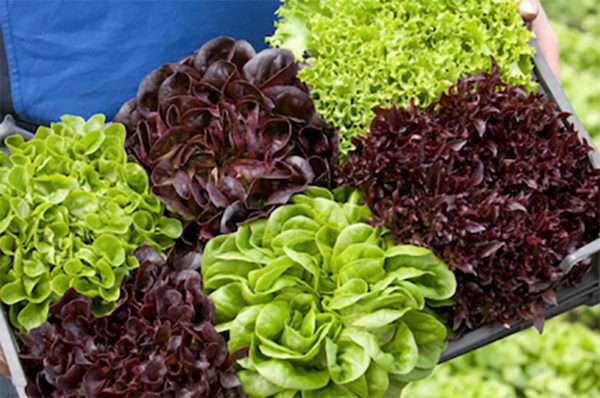 Salanova Lettuce