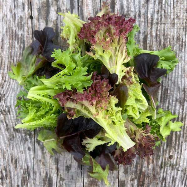 Salanova Lettuce Mix