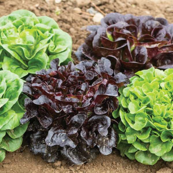 Salanova Lettuce