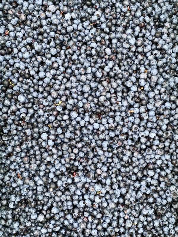 Maine Wild Blueberries (2lbs frozen)