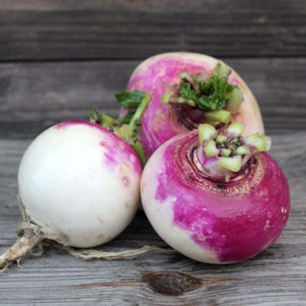 Purple Top White Globe turnips
