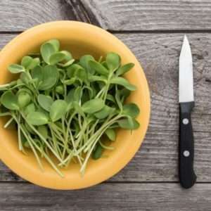 Sunflower Shoots